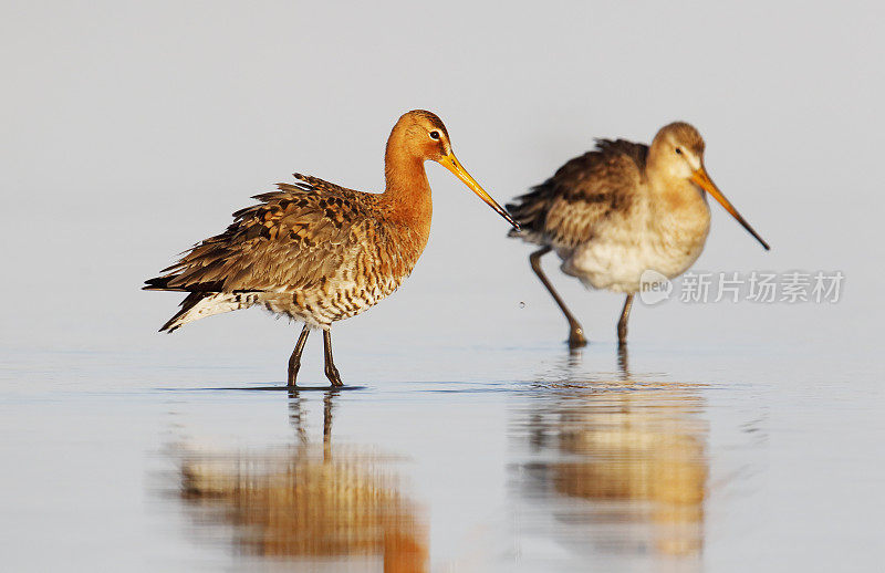 黑尾白鲸(Limosa Limosa)配对